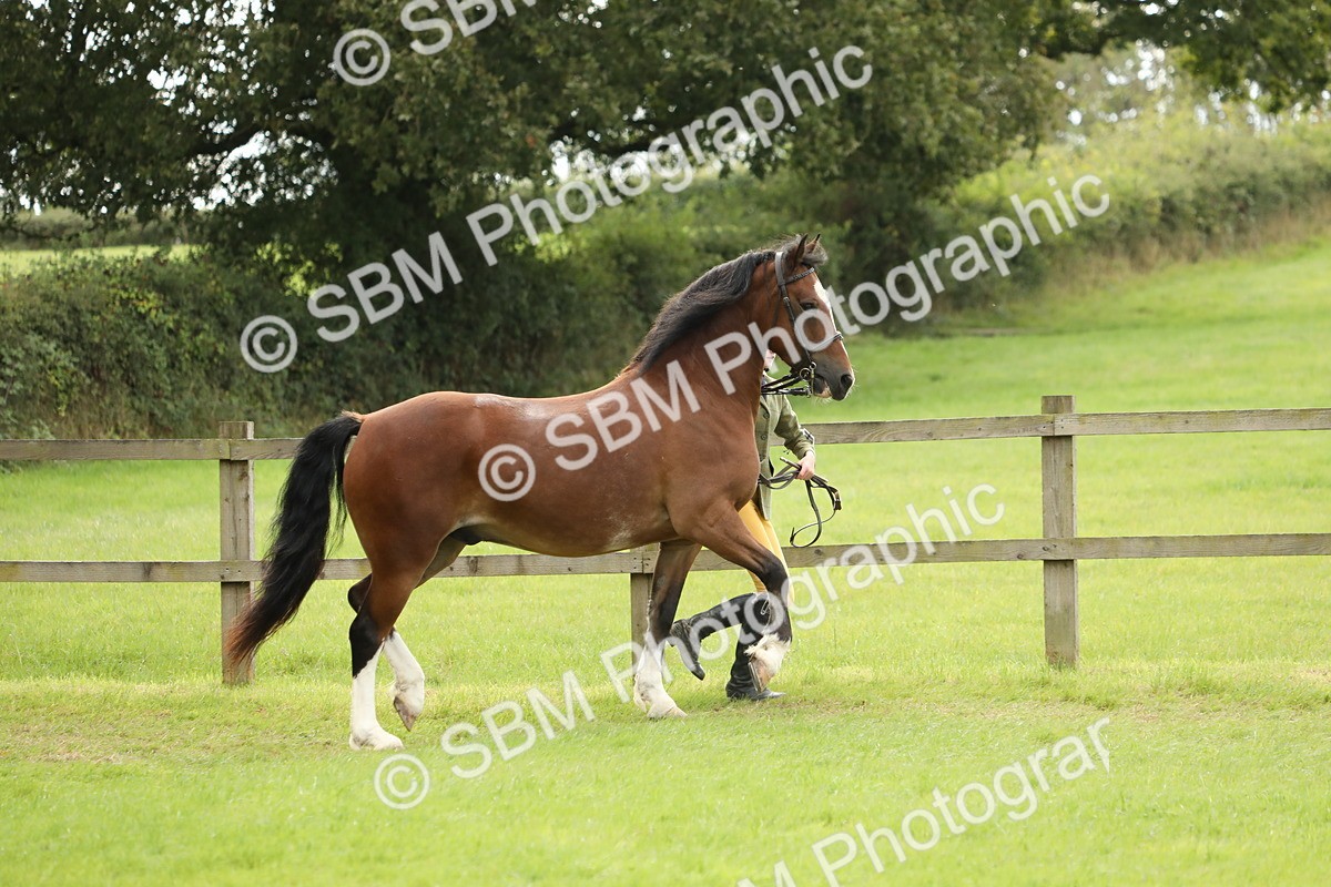 SBM_65364 - S47 - Mountain & Moorland In Hand Large Breeds