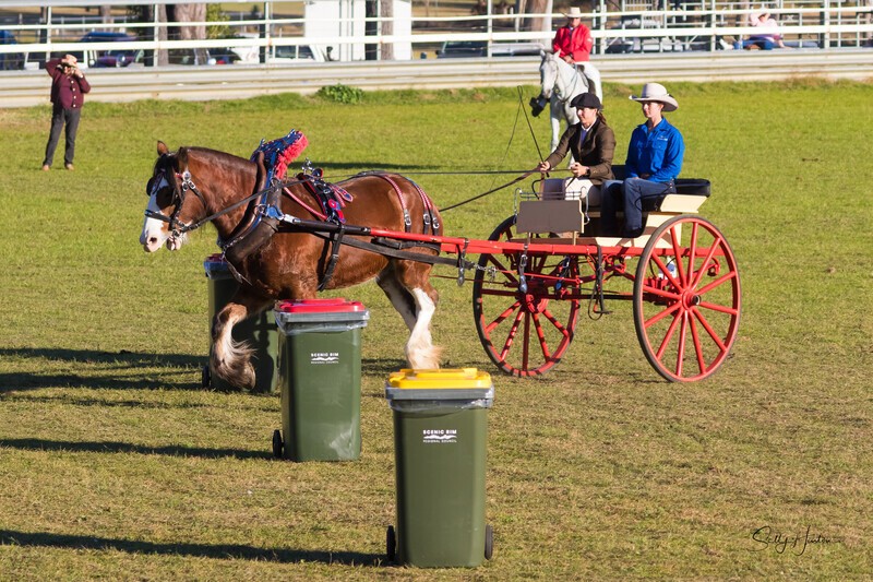 Harness Driving Challenge 22. 0A3A9730 - 2025 Senic Rim Clydesdale Spectacular