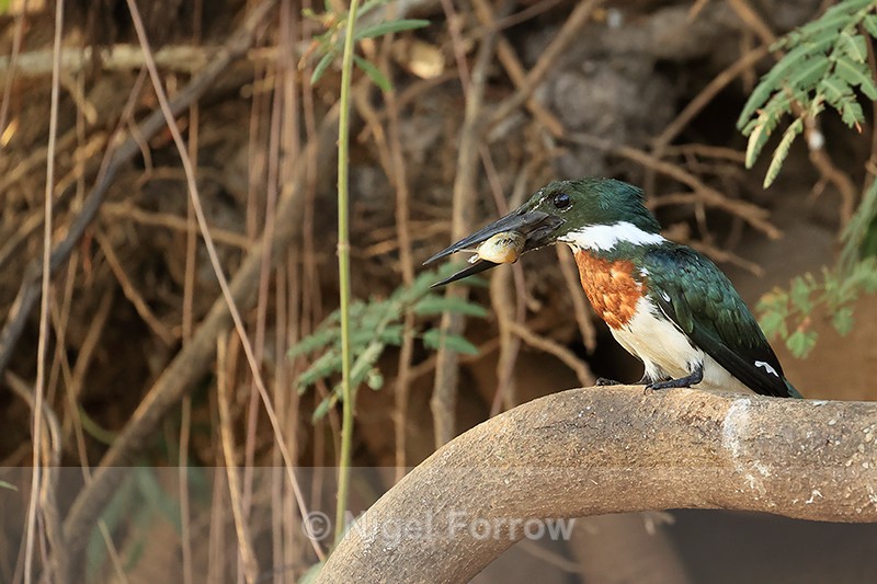 Amazon Kingfisher (male), fish in bill, Mato Grosso, Brazil - Amazon Kingfisher