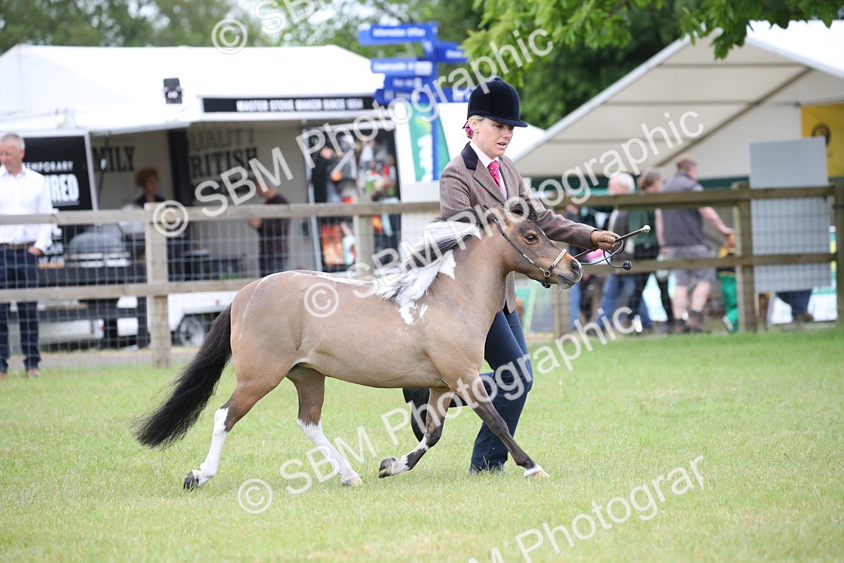 SBM_03908 - Class 23-25 - British Miniature Horse of the Year