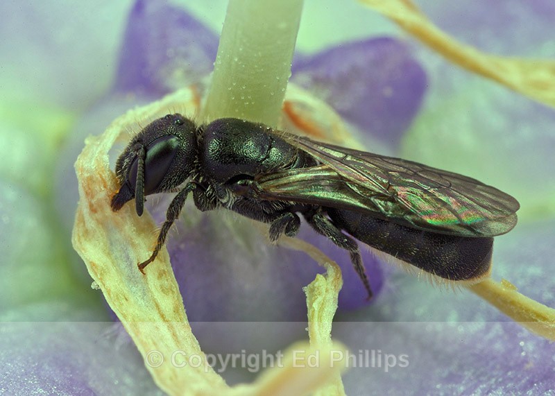 Chelostoma campanularum (f) - Chelostoma campanularum