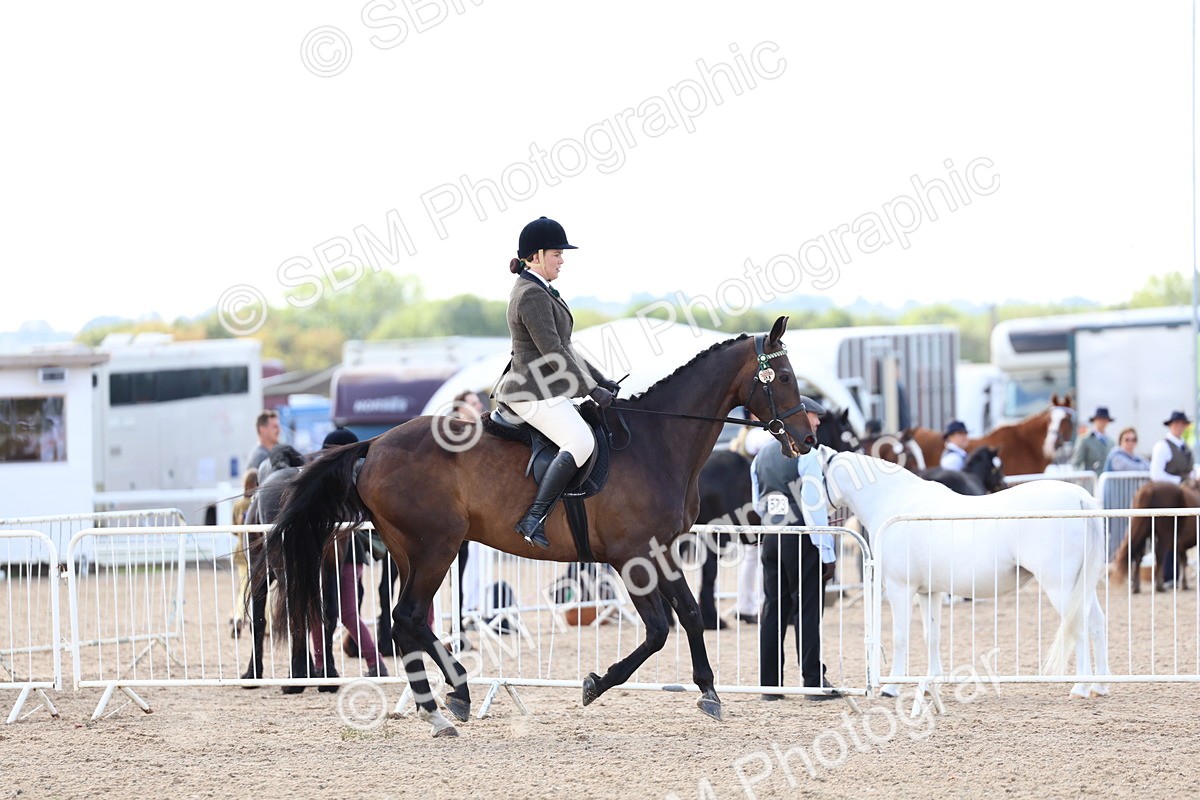 SBM_10834 - Class 305 - Ridden Foreign Breeds - Pure Bred