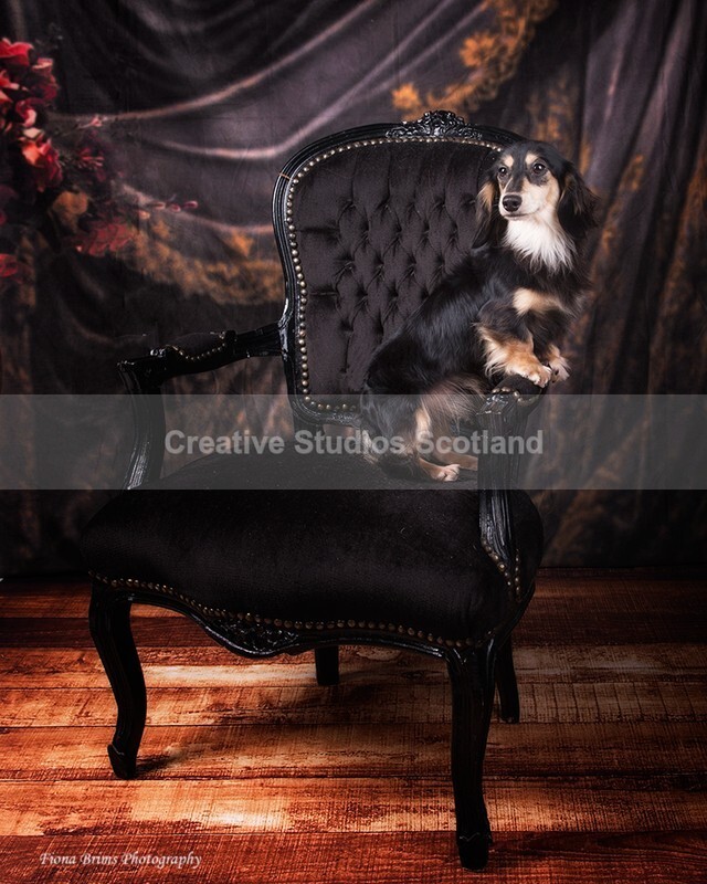dogs-13 - Animal Portfolio