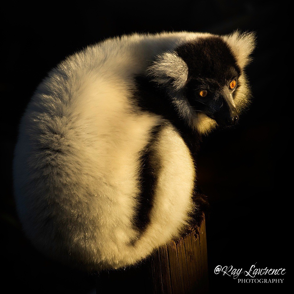 Black and White Ruffed Lemur -RLP_1643a - Vulnerable and Beyond