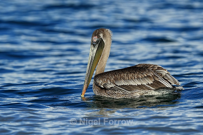 Brown Pelican (juvenile) at sea off Osa Peninsula, Costa Rica - Brown Pelican
