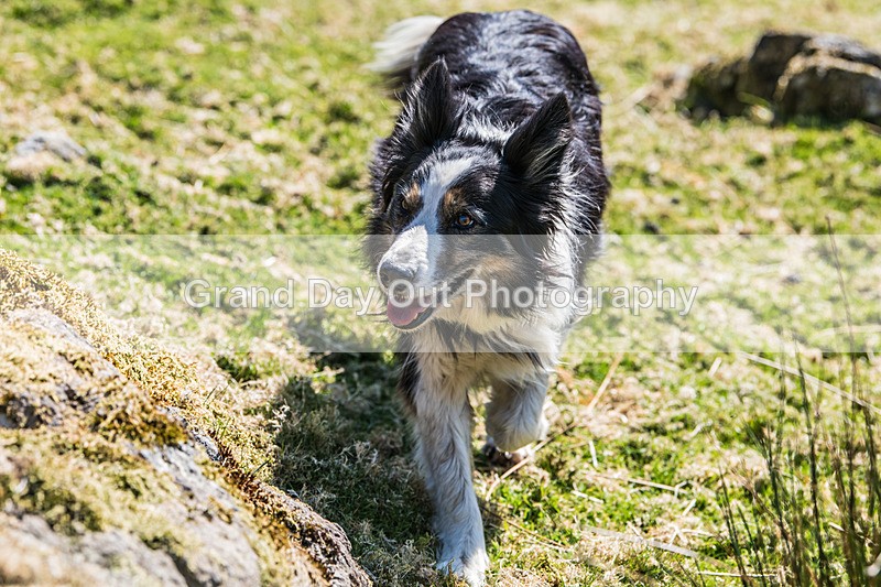 Glaramara-228 - Glaramara Fell Race Saturday 17th May 2025
