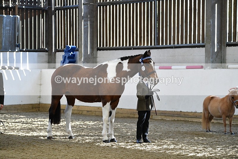 WJ5_3901 - Class 5 In Hand Veterans