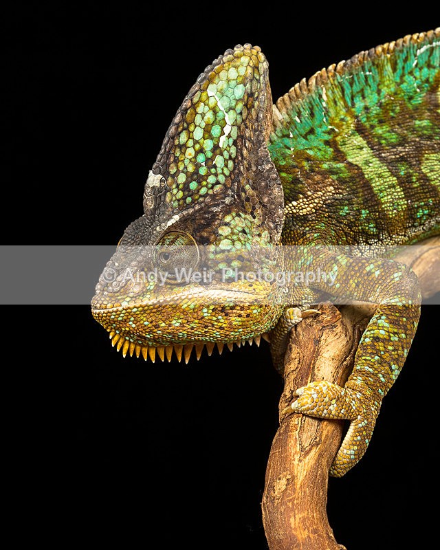 20140120-3K8A8289 - Lizards