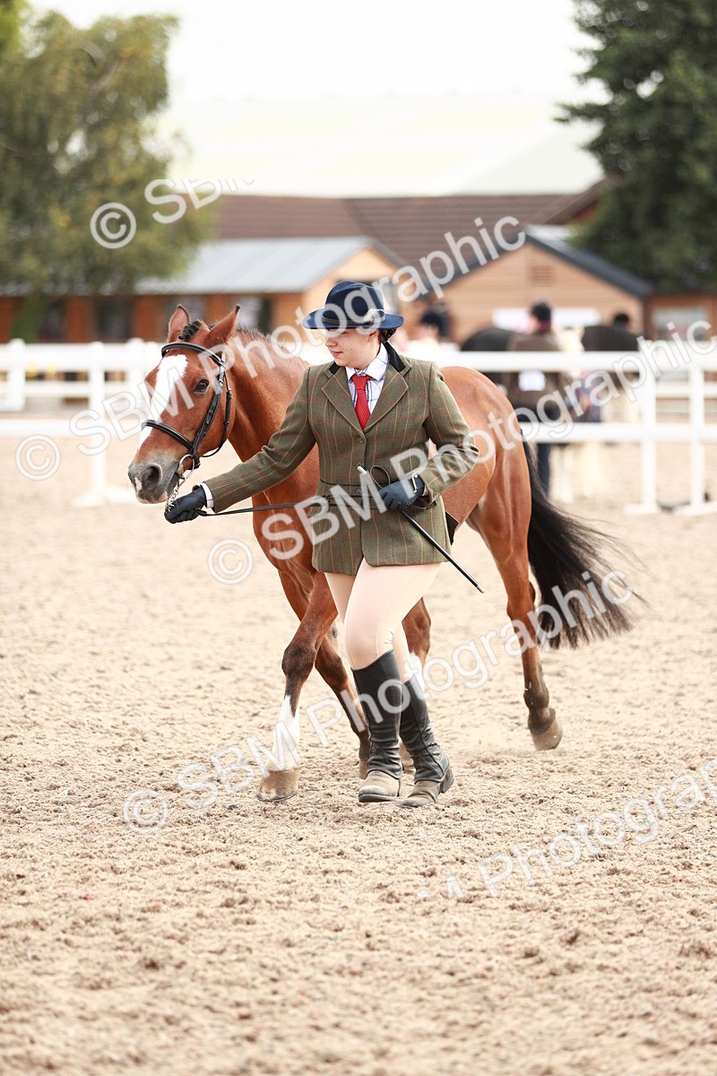 SBM_11909 - Class 206 IH Non Show Type Pony