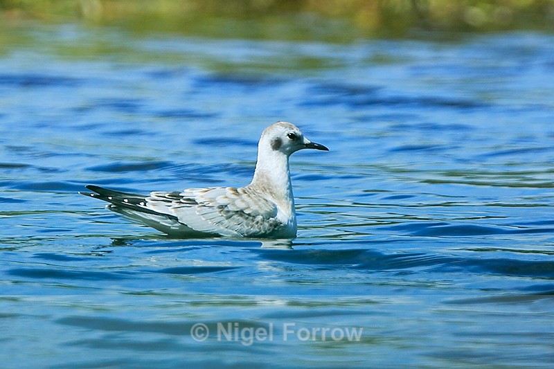 Bonaparte's Gull (juvenile), Knight Inlet, Canada - Bonaparte's Gull