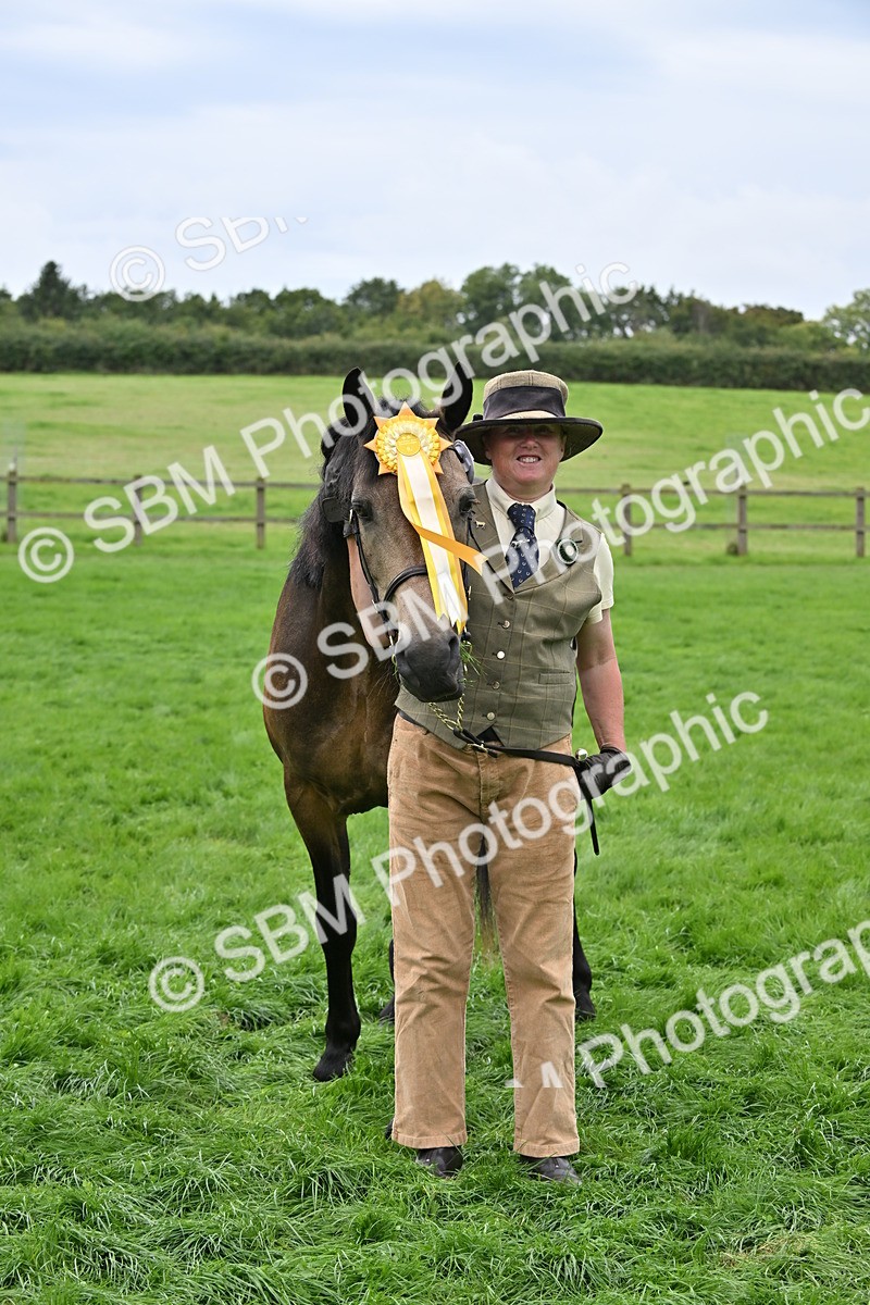 SBM_63337 - S49 - Mountain & Moorland In Hand Large Breeds