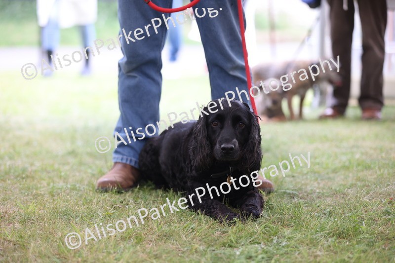 20250607-0347 - Class 9 - Scruffy or Fluffy