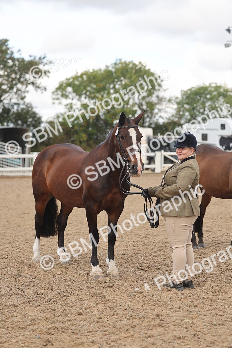 SBM_04357 - Class 17 - Prettiest Mare (IH or Ridden)