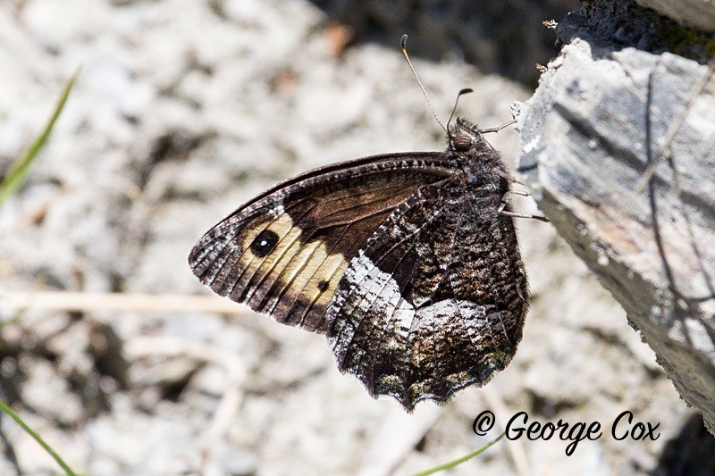 grayling pyrenees