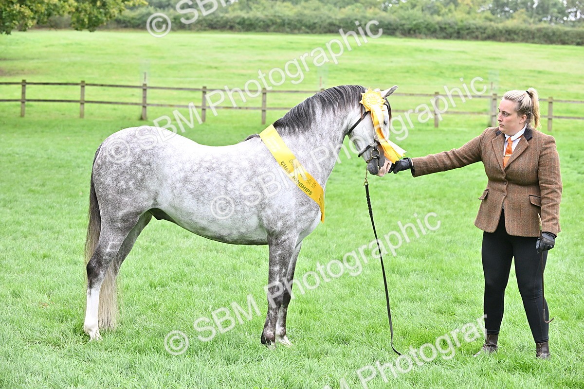 SBM_61042 - S48 - Mountain & Moorland In Hand Small Breeds