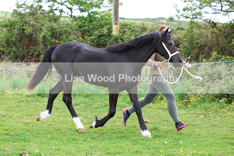 3E7A0807 - In Hand Championship