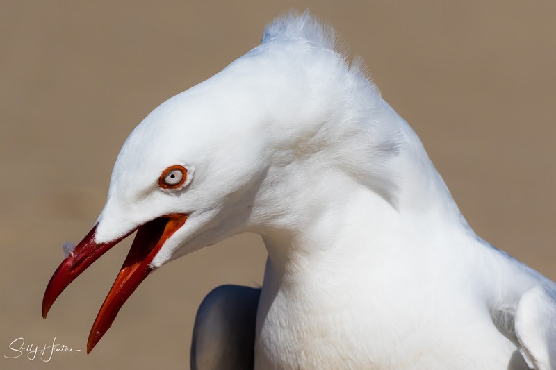 Gull Anger