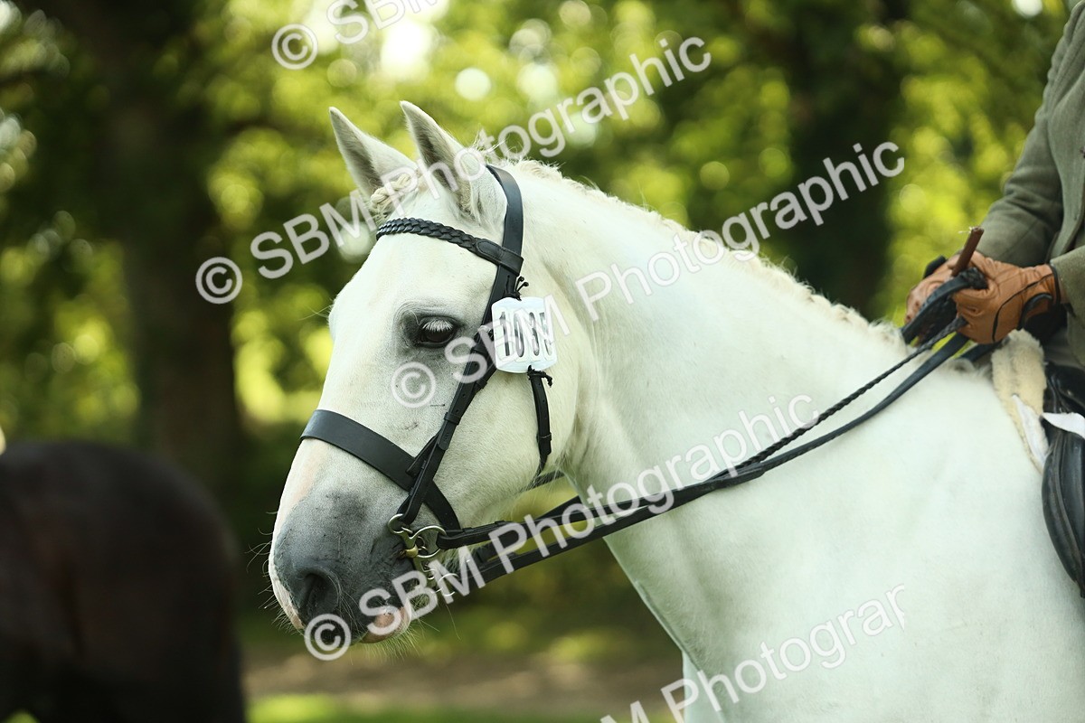 SBM_52189 - S33 - Working Hunter & Working Show Horse