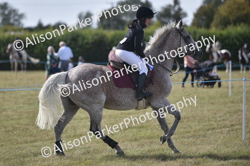 20260906-2718 - Class 13 - Working Hunter Horse or Pony
