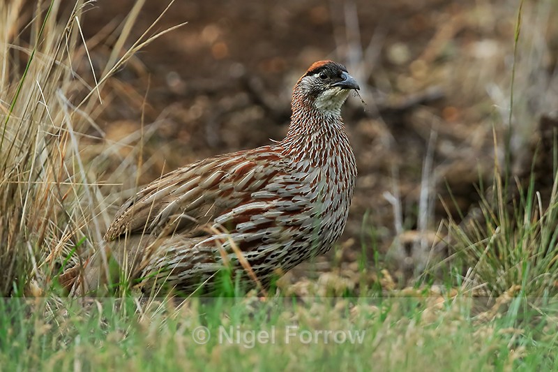 Erckel's Francolin feeding, Mauna Kea, Hawaii - Erckel's Francolin