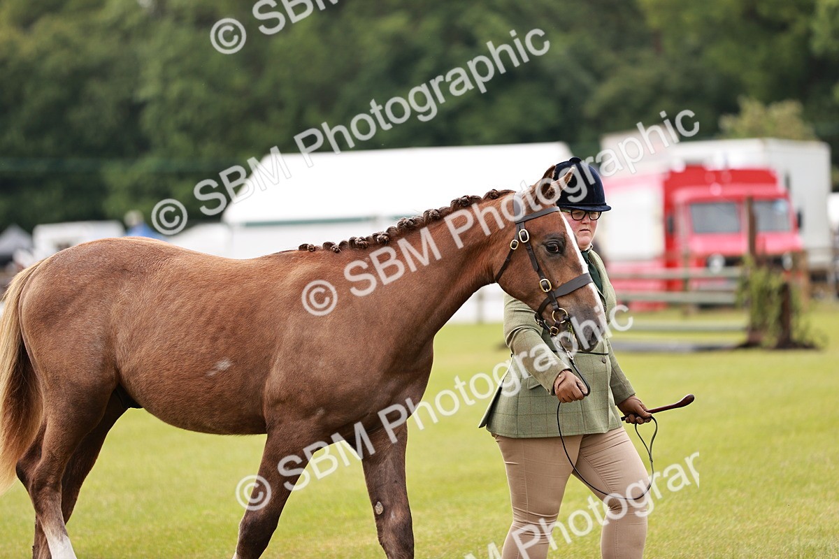 SBM_00664 - Class 26-30 Sport Horse In Hand