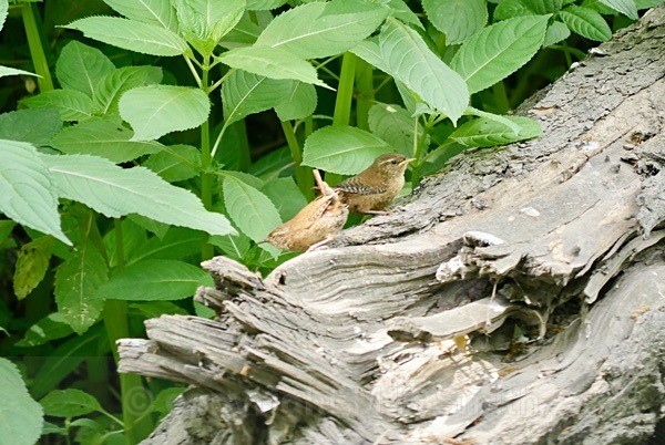 Pair Of Wrens In Hanwell - BIRDS & INSECTS