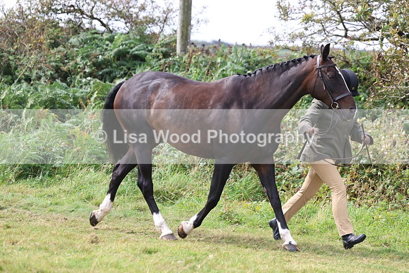 3E7A5517 - Class 20: Sports Horse In Hand