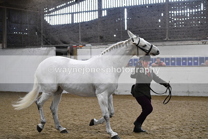 WJ5_4596 - Class 3 Part Bred In hand