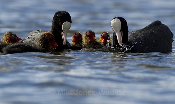 COOTS - COOT CHICKS, Images of newly born coots