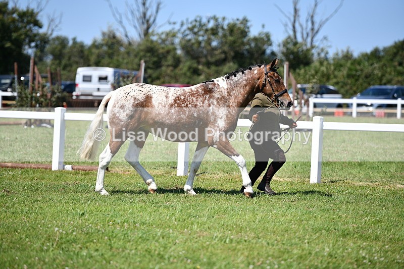 DSC_6736 - Class 57: Hunter/Riding Horse/Hack 1, 2 & 3 yr olds