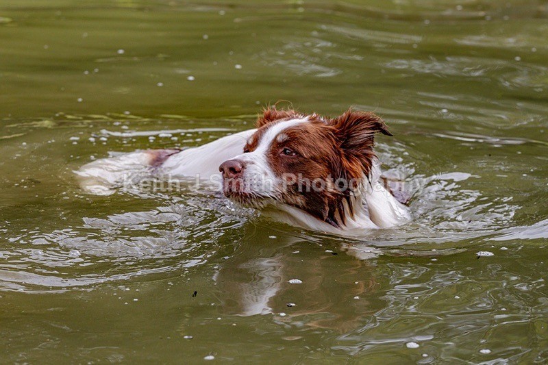 0KJS9250 - Dogs in Abington Park