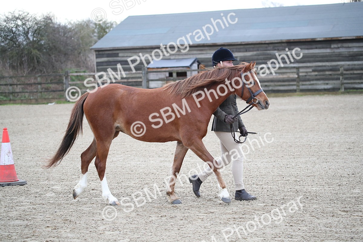 SBM_003903 - Class 1-4 - Young Stock classes Inc. In Hand Championship