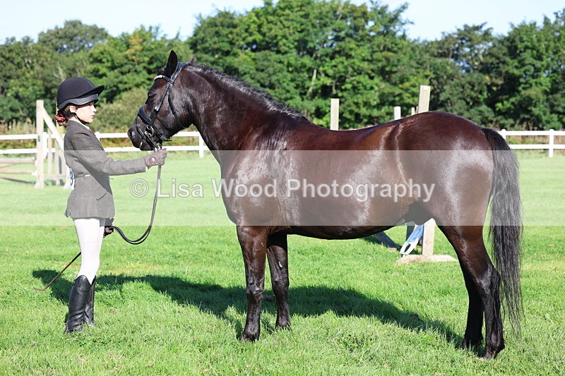 3E7A7676 - Class 1: Novice Working Hunter Pony