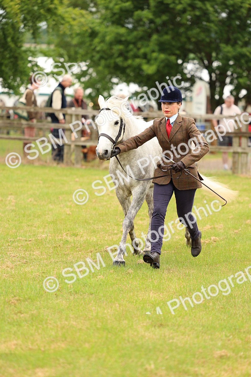 SBM_04206 - Class 64-67 - Shetland Pony In Hand