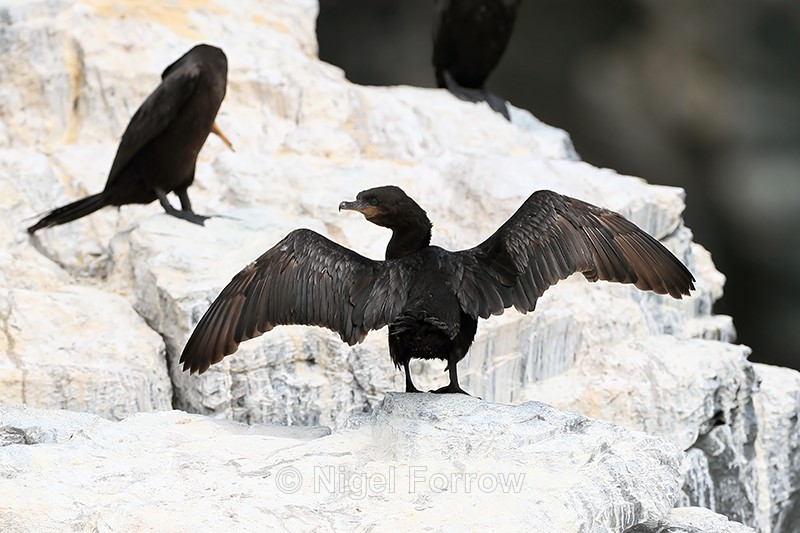 Neotropic Cormorant drying wings, Chile - Neotropic Cormorant