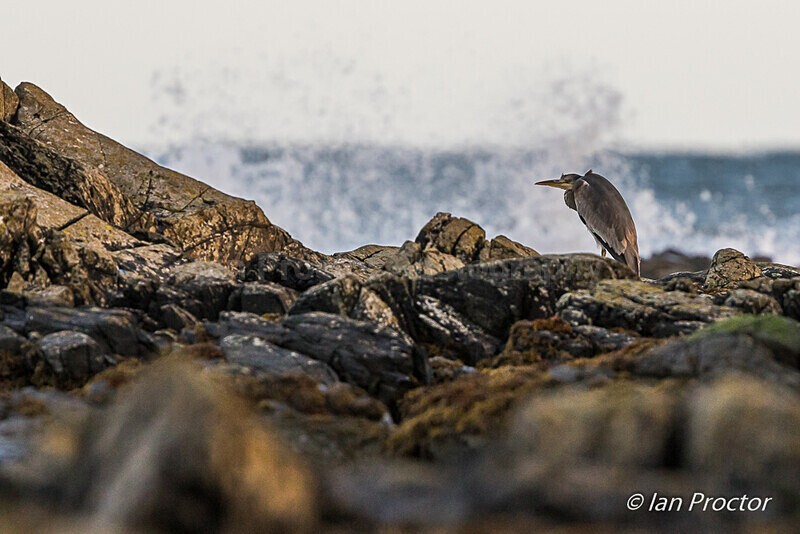 Cold & windy day at the coast! - Grey Heron - Nature