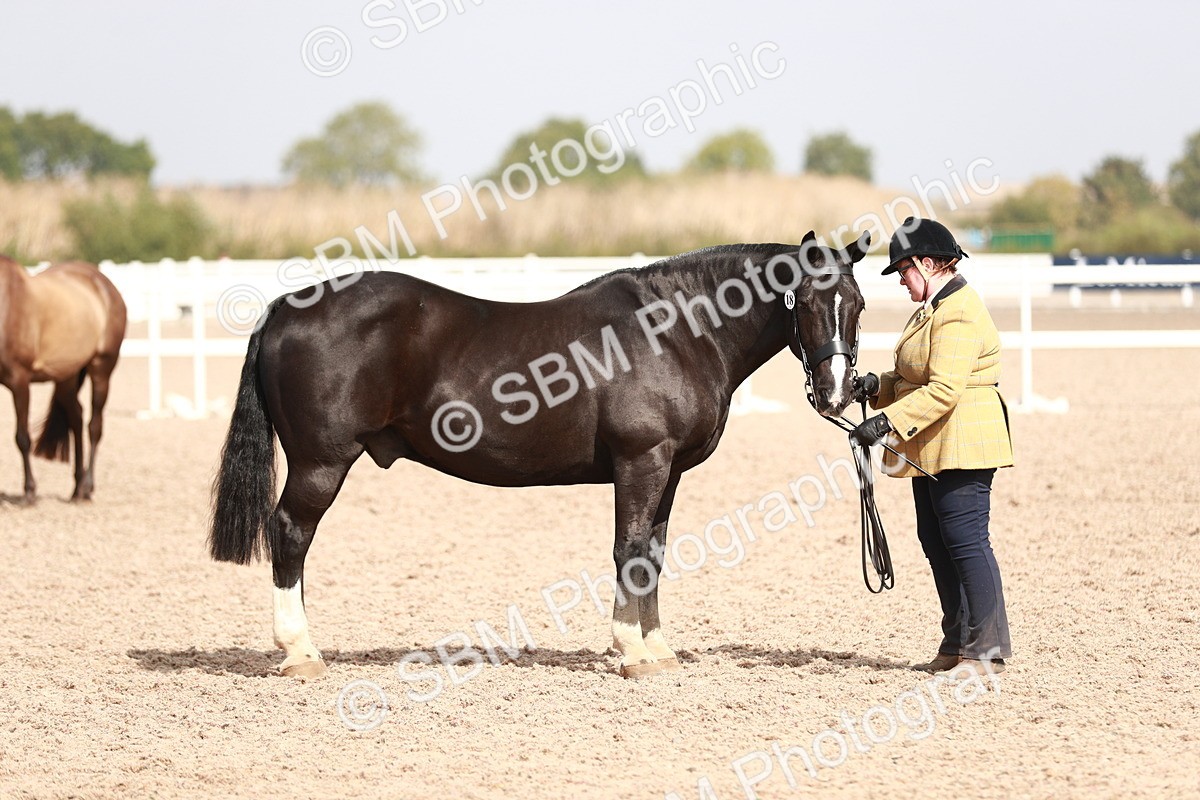 SBM_13243 - Class 208 IH Veteran Horse