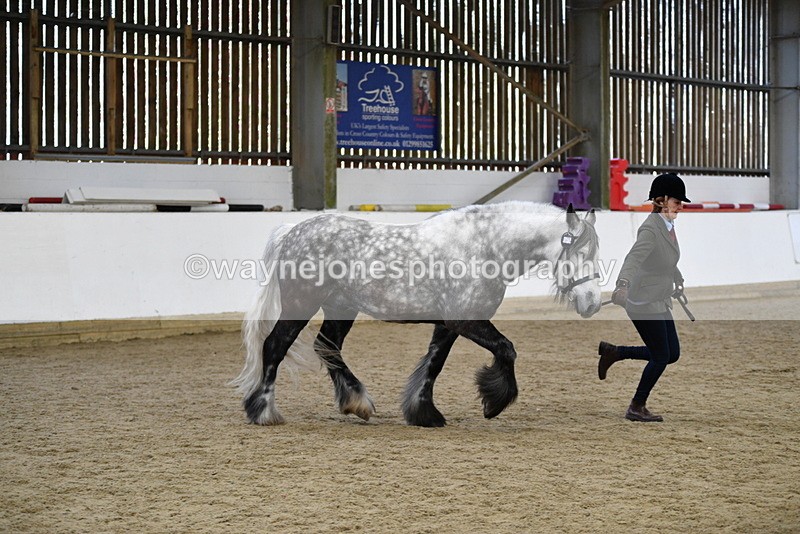 WJ5_5639 - Morning in hand Championship