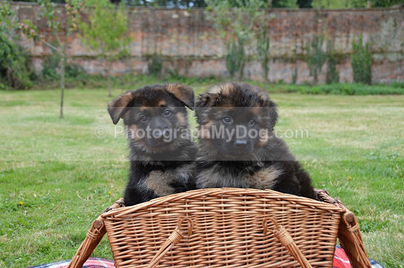  - German Shepherds