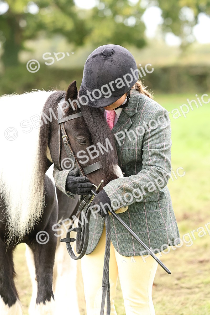 SBM_59908 - S36 - Rehabiliated Rescue Horse & Pony In Hand & Ridden