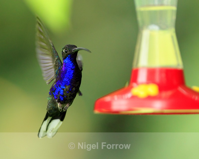 Violet Sabrewing (male) approaches a feeder at Curi-Cancha - Violet Sabrewing
