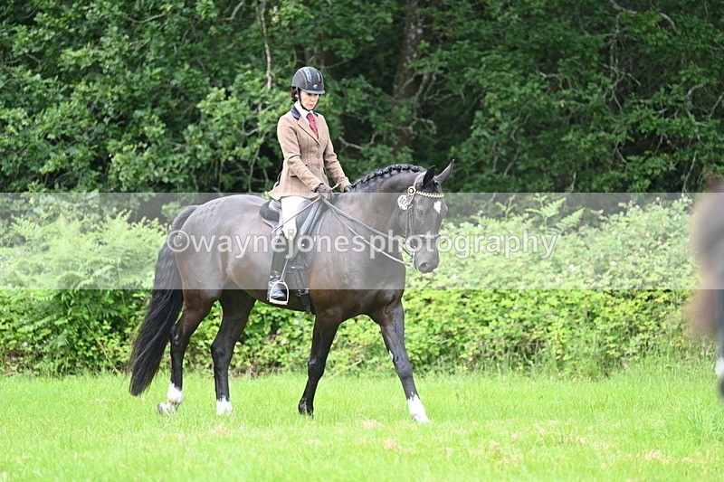 WJ7_3918 - Class 14A Handsome Gelding