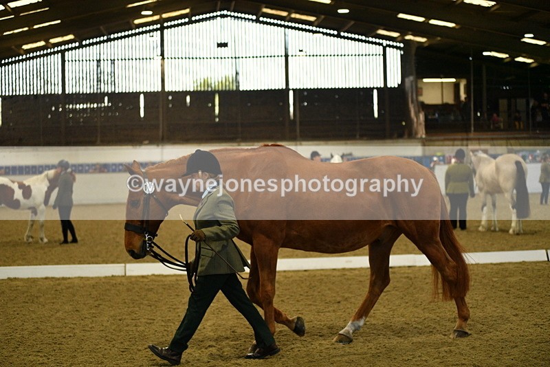 WJ5_3610 - Class 5 In Hand Veterans