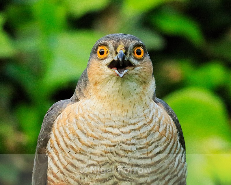Sparrowhawk (male) close-up, Abingdon - Sparrowhawk