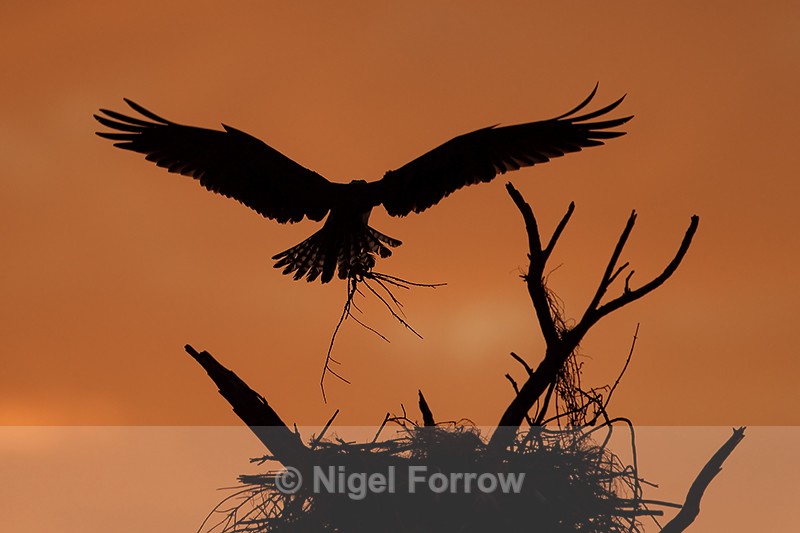 Osprey landing at nest silhouette, Fort De Soto Park, Florida - Osprey
