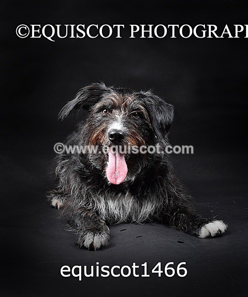 equiscot1466 - RUSSO