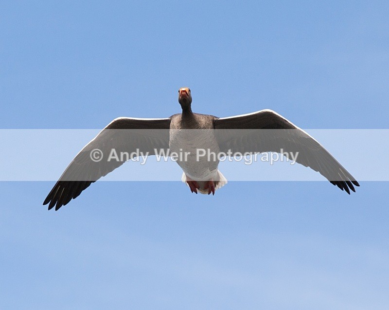 20110410-IMG_1572 - Greylag Goose