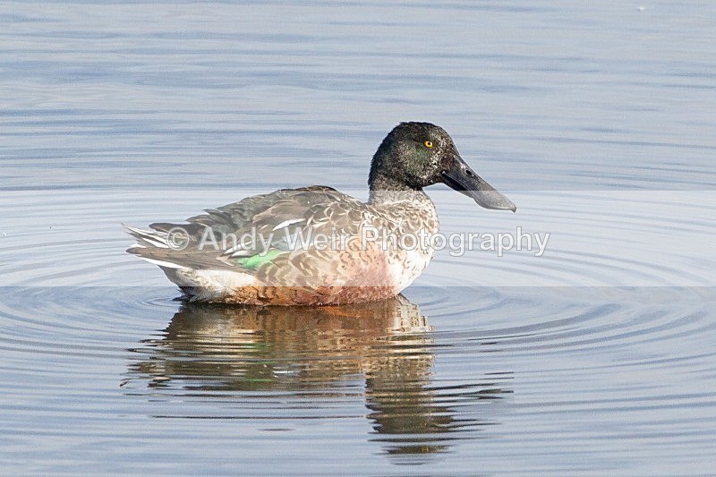 20121001-_MG_0661 - Shoveler