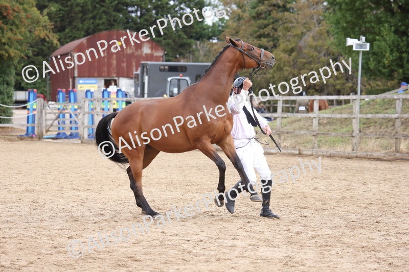 20260831-1962 - Class 5 - Retraining of Racehorses
