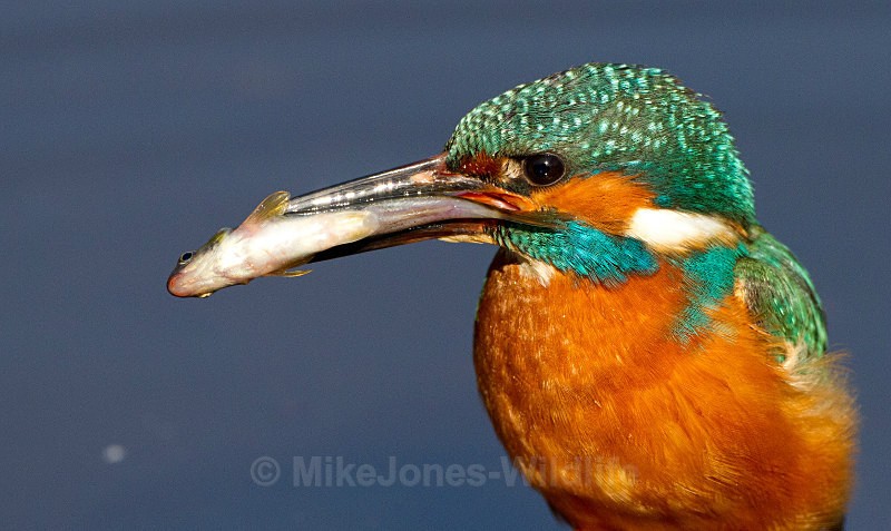 KINGFISHER no 1 - KINGFISHERS